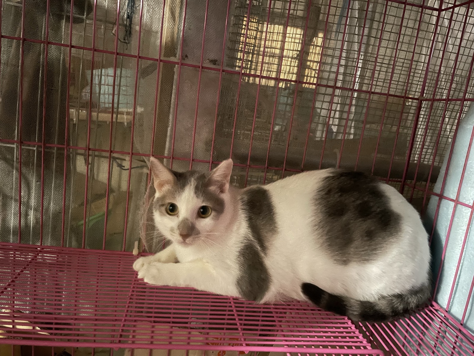 山上需要長期飼料與貓砂的貓咪之一