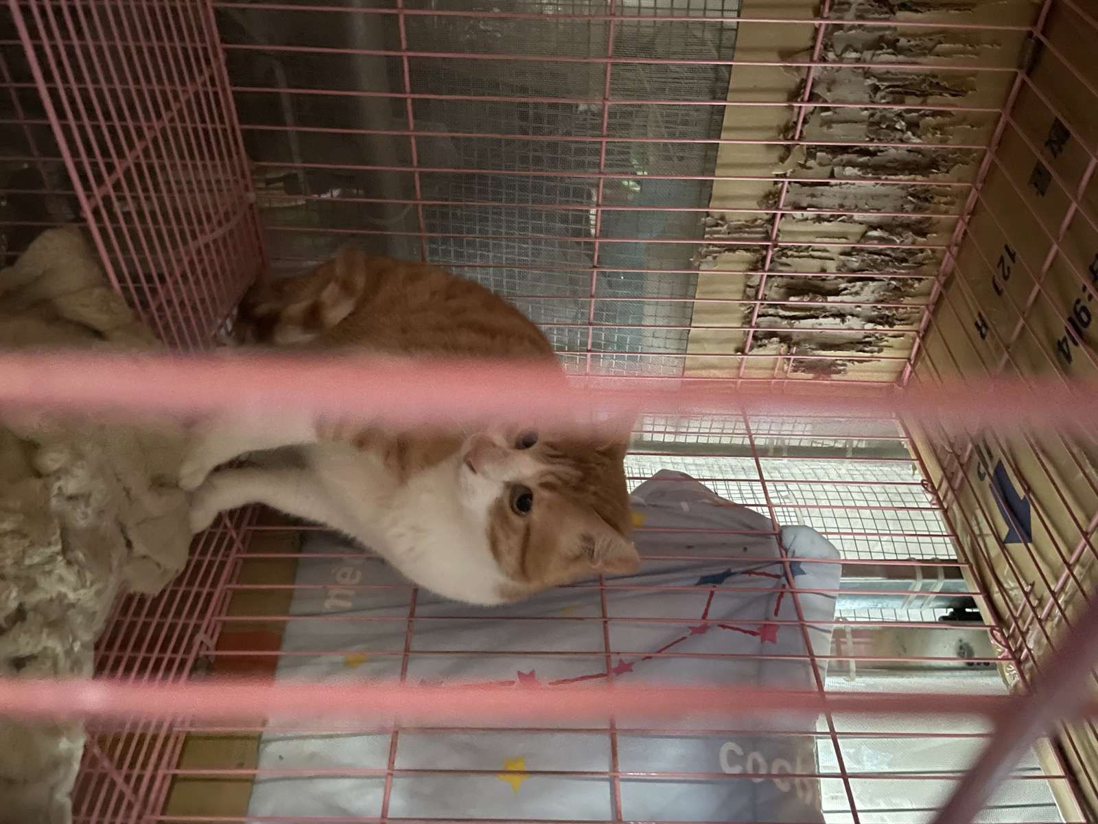 小桔 在雲深貓園的生活照 3
