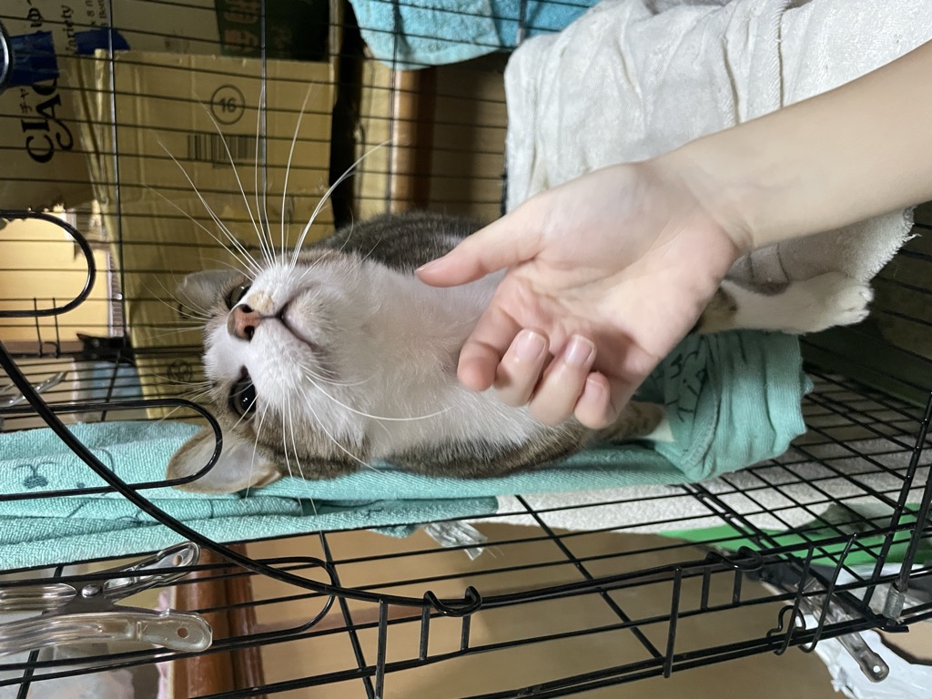 山上照顧中的貓咪