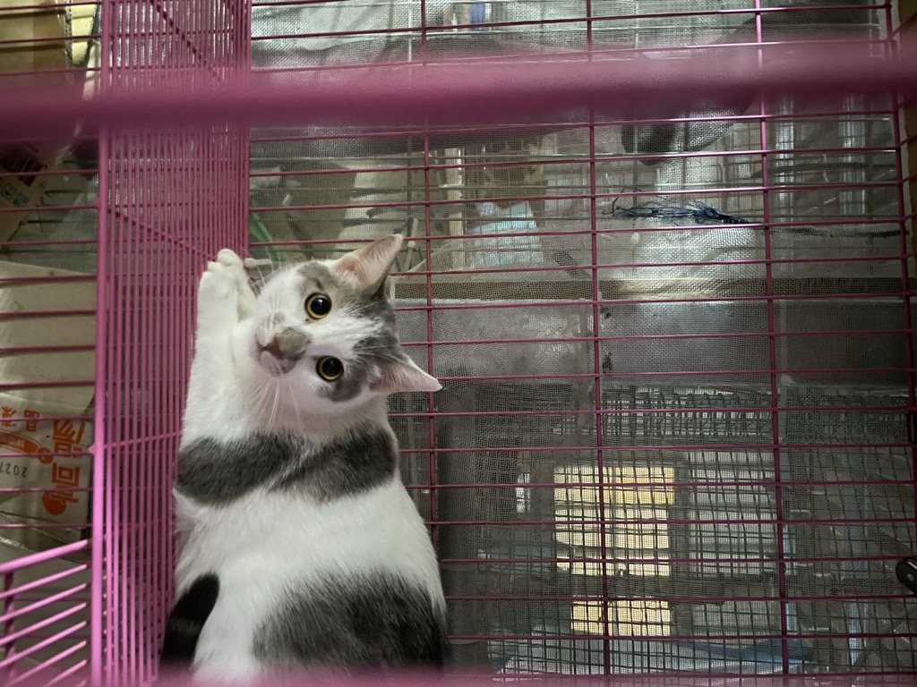 雲朵 — 商品預覽